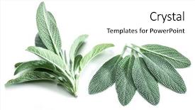 Presentation with sage - Amazing presentation theme having grayish - fresh velvet leaves of garden backdrop and a  colored foreground