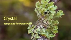  Presentation with growing tree - PPT layouts featuring grayish - green leaflike foliose lichen growing background and a tawny brown colored foreground