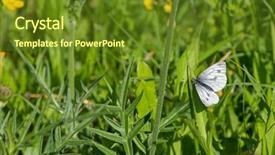  Presentation with elegant green white romantic - Audience pleasing theme consisting of grayish - green-veined white butterfly pieris napi backdrop and a tawny brown colored foreground