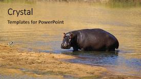  Presentation with kruger - Slide deck with grayish - hippo in kruger park south background and a  colored foreground