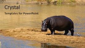  Presentation with kruger - Colorful PPT theme enhanced with grayish - hippo in kruger park south backdrop and a  colored foreground