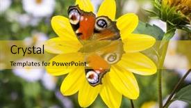  Presentation with microwave imaging image of modern - Cool new theme with grayish - image of a nice butterfly backdrop and a gold colored foreground