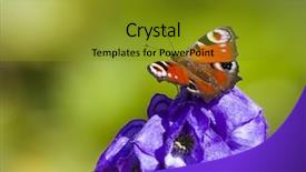  Presentation with monarch butterfly isolated on white - Slide set consisting of grayish - image of a nice white background and a gold colored foreground