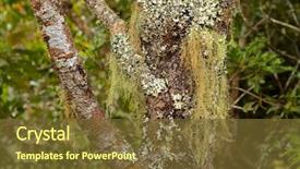  Presentation with sabah - Amazing slides having grayish - old man's beard fruticose lichen backdrop and a tawny brown colored foreground