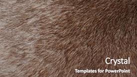  Presentation with hide - Presentation design enhanced with grayish - sika deer tanned winter hide background and a  colored foreground