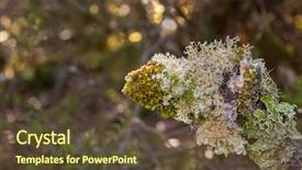  Presentation with lichen - PPT theme with grayish - soft focus of fruticose background and a tawny brown colored foreground