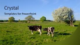  Presentation with breeding cow - Audience pleasing presentation consisting of grazing - cow and calf graze backdrop and a light blue colored foreground