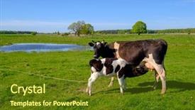  Presentation with summer time - Colorful presentation theme enhanced with grazing - cow and calf graze backdrop and a tawny brown colored foreground