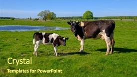  Presentation with summer time - Audience pleasing presentation design consisting of grazing - cow and calf graze backdrop and a tawny brown colored foreground