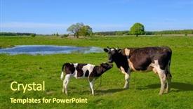  Presentation with funny cow on cow farm - Presentation theme featuring grazing - cow and calf graze background and a tawny brown colored foreground