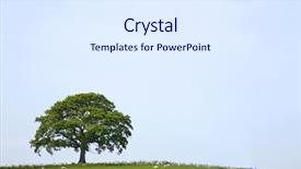  Presentation with oak tree - Presentation theme featuring grazing and a pale blue background and a sky blue colored foreground