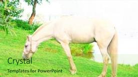  Presentation with grazing - Presentation theme with white horse feeding grass - grazing beauty background and a yellow colored foreground
