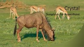  Presentation with kalahari - Beautiful PPT theme featuring grazing blue wildebeest and springbok backdrop and a gold colored foreground