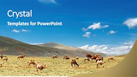  Presentation with mongolia gobi - PPT theme consisting of grazing camels in gobi desert background and a teal colored foreground