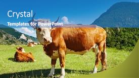  Presentation with grazing - Slide set consisting of grazing cow background and a teal colored foreground