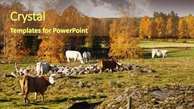  Presentation with cattle - Slide deck with grazing cows cattle in an old rural farming landscape sweden background and a tawny brown colored foreground