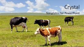  Presentation with pasture - Slide set with grazing cows in summer pasture background and a light blue colored foreground