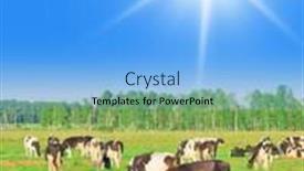  Presentation with grazing - Beautiful theme featuring grazing cows wallpaper of summer backdrop and a light blue colored foreground