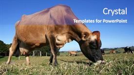  Presentation with grazing - Presentation consisting of grazing cows background and a teal colored foreground