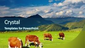  Presentation with dairy cows or buffalo - Theme with grazing cows background and a ocean colored foreground