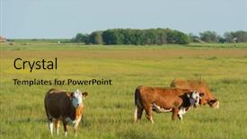  Presentation with dutch - Amazing slide deck having grazing herford cows on dutch backdrop and a gold colored foreground