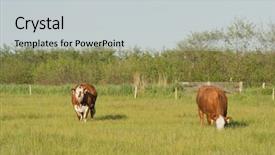  Presentation with dutch - Slide deck enhanced with grazing herford cows on dutch background and a light gray colored foreground