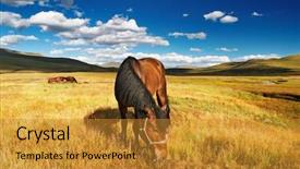  Presentation with grazing - Amazing PPT theme having grazing horse backdrop and a  colored foreground