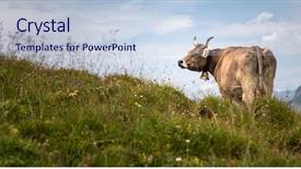  Presentation with grazing - Colorful PPT theme enhanced with grazing on an alpine pasture backdrop and a lemonade colored foreground