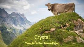  Presentation with grazing - PPT layouts having grazing on an alpine pasture background and a tawny brown colored foreground