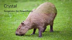  Presentation with grazing - Presentation design having grazing on fresh green grass background and a yellow colored foreground