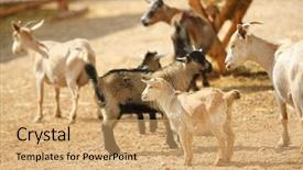  Presentation with goat farm - Amazing presentation having grazing she-goats backdrop and a coral colored foreground