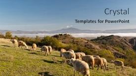  Presentation with tuscany - Audience pleasing slide set consisting of grazing-sheep-in-the-fields backdrop and a teal colored foreground