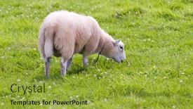  Presentation with grazing - Amazing PPT theme having grazing-sheep-in-wild-meadow backdrop and a gold colored foreground