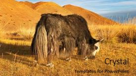  Presentation with mongolian - Beautiful presentation theme featuring grazing yak in mongolian desert backdrop and a gold colored foreground