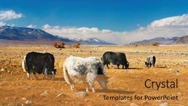  Presentation with mongolian - Colorful presentation design enhanced with grazing yaks in mongolian desert backdrop and a gold colored foreground