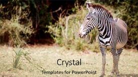  Presentation with reserve bank of india - Theme consisting of greasy zebras in samburu national background and a soft green colored foreground