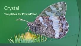  Presentation with butterfly - Theme consisting of great-banded-grayling-butterfly-brintesia background and a ocean colored foreground