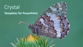  Presentation with bud - Slides featuring great-banded-grayling-butterfly-brintesia background and a  colored foreground