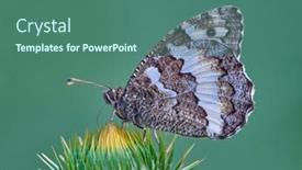  Presentation with butterfly - PPT layouts featuring great-banded-grayling-butterfly-brintesia background and a ocean colored foreground