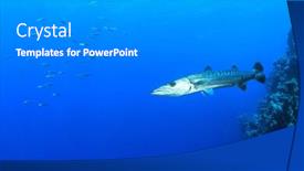  Presentation with hunting - Slide deck consisting of great barracuda fish hunting beside a reef in the red sea background and a gray colored foreground