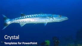  Presentation with fish - Presentation theme featuring great barracuda fish background and a navy blue colored foreground