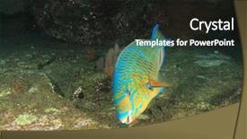  Presentation with anti nutrition in fish - Beautiful PPT theme featuring great barrier reef - blue-barred parrotfish fish backdrop and a dark gray colored foreground
