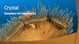  Presentation with fish at sea - Colorful PPT layouts enhanced with great barrier reef - clownfish anemonefish fish in sea backdrop and a teal colored foreground