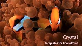  Presentation with fish - Colorful PPT layouts enhanced with great barrier reef - clownfish anemonefish fish backdrop and a tawny brown colored foreground
