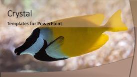  Presentation with marine - Audience pleasing presentation consisting of great barrier reef - foxface rabbitfish siganus vulpinus marine backdrop and a coral colored foreground