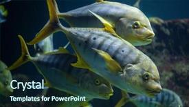  Presentation with golden - Colorful slide set enhanced with great barrier reef - golden trevally gnathanodon speciosus also backdrop and a wine colored foreground