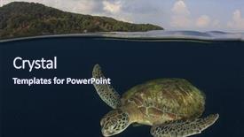  Presentation with sea green ribbon ovarian cancer - Beautiful presentation theme featuring great barrier reef - green sea turtle and similan backdrop and a wine colored foreground