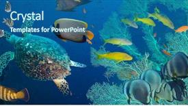  Presentation with turtle - Presentation design having great barrier reef - hawksbill sea turtle eretmochelys imbricata background and a ocean colored foreground