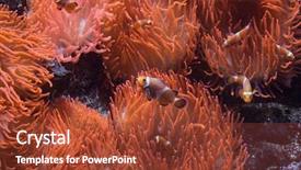  Presentation with swimming - Presentation having great barrier reef - ocellaris clownfish amphiprion ocellaris swimming background and a tawny brown colored foreground