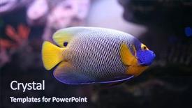  Presentation with spotted sheep - PPT theme with great barrier reef - regal spotted angelfish also known background and a  colored foreground